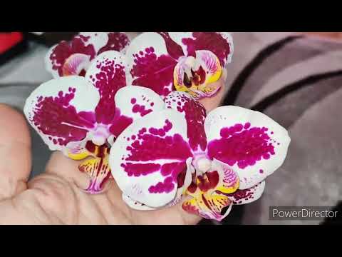 Видео: Обзор цветущих орхидей🔥часть 1. ❤