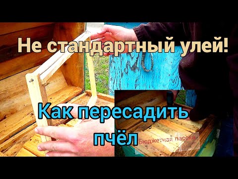Видео: Не стандартные уль и рамки! Как перевести пчёл на другой тип улья.