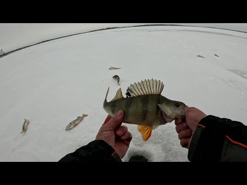 Видео: ОКУНЁВЫЙ ЛИФТ в ЖУТКИЙ ВЕТЕР. копчу окуня.