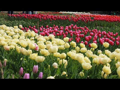 Видео: В Никитском ботаническом саду открылся 17-й парад тюльпанов
