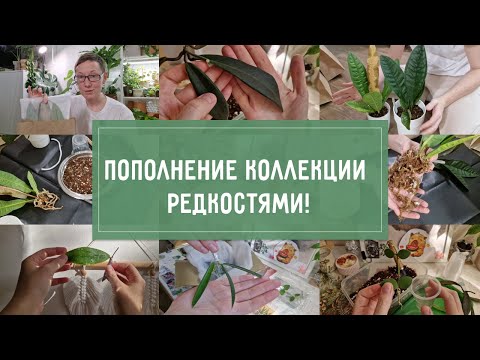 Видео: Получила ОЧЕНЬ РЕДКИЕ антуриумы и немножко хой!