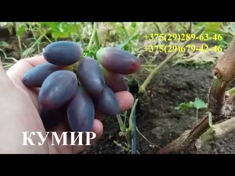 Видео: Виноград Осиповичи Могилёвская обл  Часть2 2022г