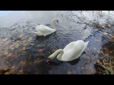 Видео: они остаются зимовать