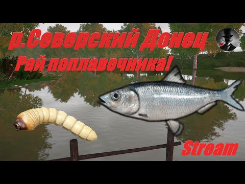 Видео: Русская Рыбалка 4 - р.Северский Донец. Рай для поплавочника!