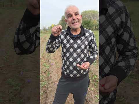 Видео: Парвариши гули заъфарон дар Тоҷикистон.