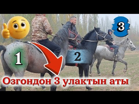 Видео: Уч улактын аты даяр аттар чаап коргуло