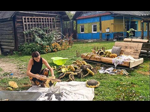 Видео: Наши сотки дают урожай/Сбор урожая подсолнуха/ Как выбрать семечки из подсолнуха/