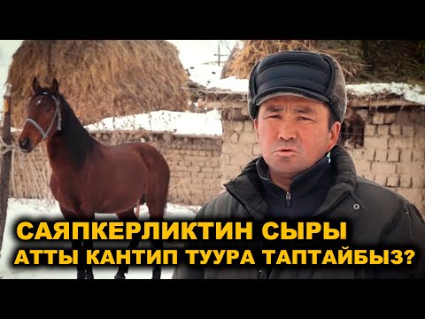 Видео: САЯПКЕР: АТТАРДЫН КӨҢҮЛҮ ӨТӨ НАЗИК БОЛОТ, АЛАРГА АЯР МАМИЛЕ КЫЛУУ КЕРЕК