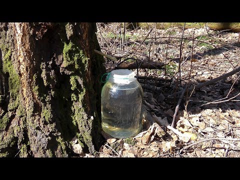 Видео: Сбор березового сока | Советы охотника | 2 Способа