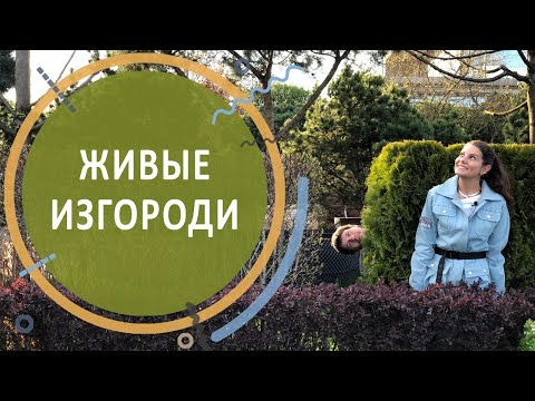 Видео: Живая изгородь. Какое растение выбрать для живой изгороди. Уход и стрижка живой изгороди.