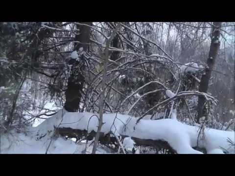 Видео: Удачная проверка капканов на куницу и бобра !