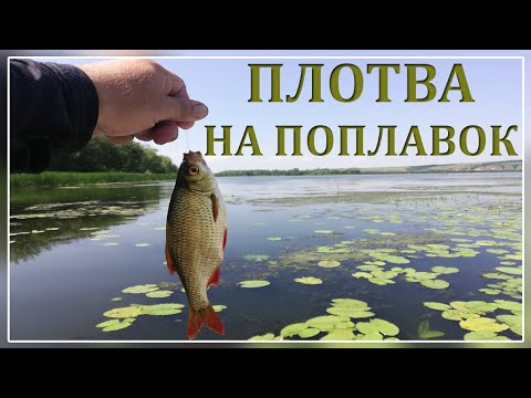Видео: Плотва летом на поплавок.Краснопёрка на удочку.