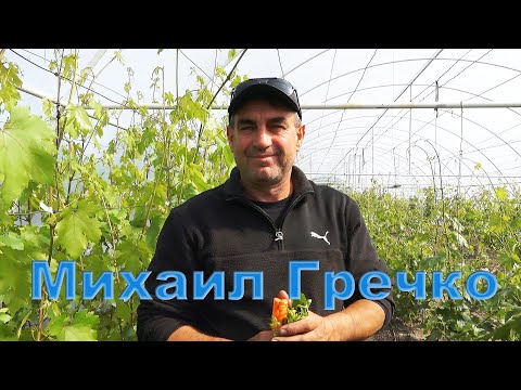Видео: Весенние хлопоты в теплицах Михаил Гречко.
