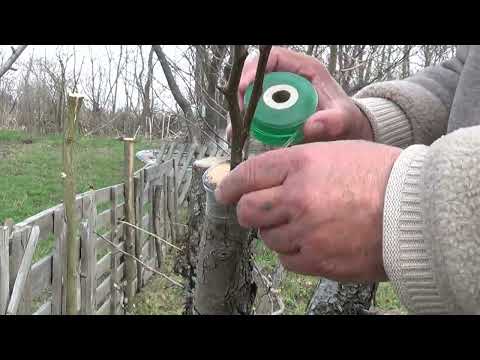 Видео: Щеплення в розщеп .Груша дичка .