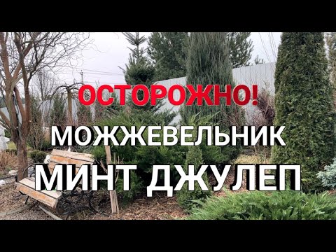 Видео: МОЖЖЕВЕЛЬНИК МИНТ ДЖУЛЕП | Самый большой можжевельник | Минт Джулеп  | Быстрорастущий можжевельник