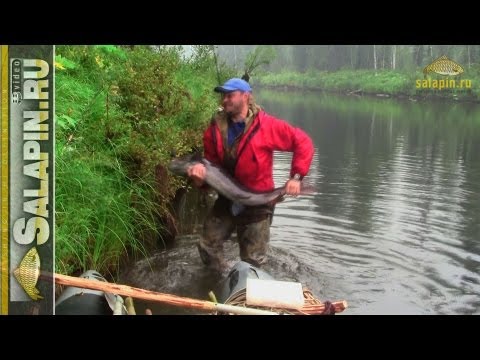 Видео: Тайга да километры [salapinru]