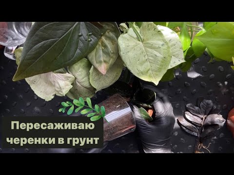 Видео: Пересадка укорененных черенков в грунт 🌿