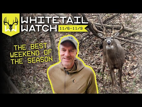 Видео: Лучшие выходные сезона — самое время выложиться по полной | Наблюдайте за белохвостым оленем с Би...