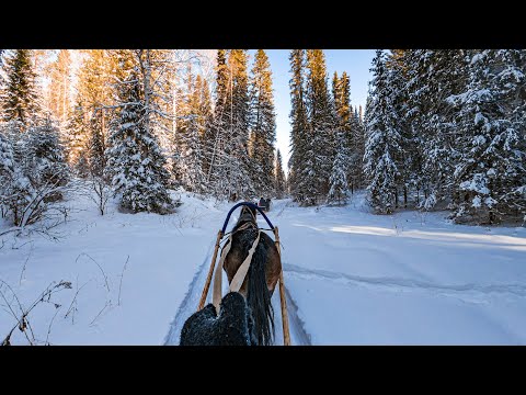 Видео: Катаемся на лошадях по зимним просторам