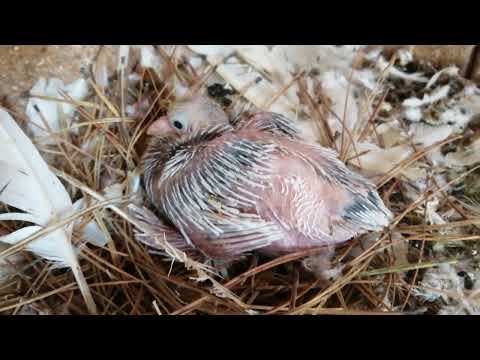 Видео: Узбекские голуби Темрюк 10 ноября 2024 г.