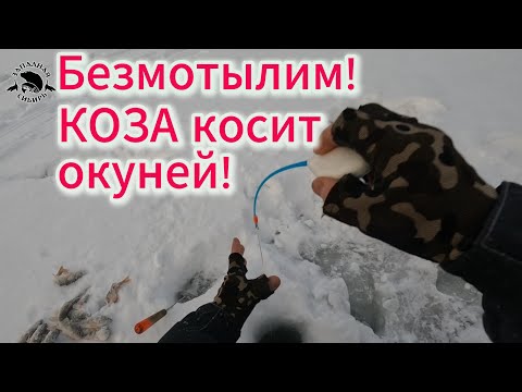 Видео: Безмотылим ❗ КОЗА косит окуней 😱