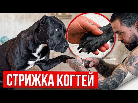 Видео: РЕАКЦИЯ Питбулей на стрижку когтей!
