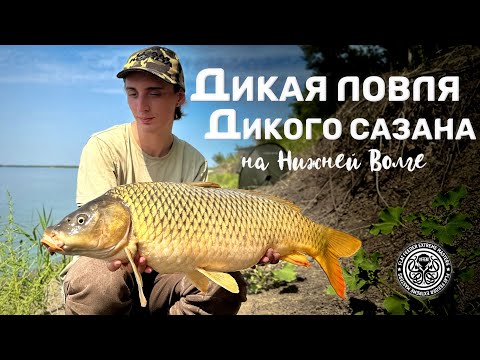 Видео: Дикая ловля дикого сазана на Нижней Волге