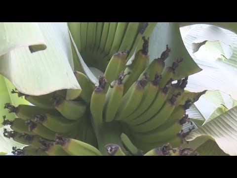 Видео: Андижонда БАНАН ўсадими? Андижонлик фермер БАНАН етиштиришни йўлга қўйди!