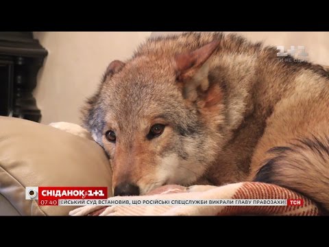 Видео: Мой путеводитель. Сумы - в гости к серому волку