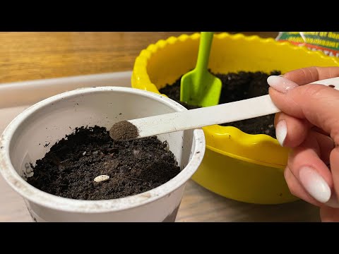 Видео: При посеве ОГУРЦОВ важно внести это в грунт для развития корневой системы!
