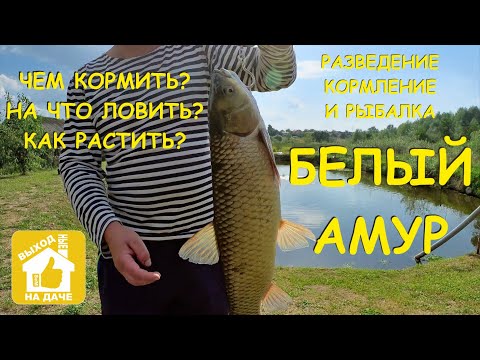 Видео: Ловлю 🎣 БЕЛОГО АМУРА 🐟 🐟 🐟 на листья ☘️ одуванчика 🌼 #Рыбалка 🎣 в пруду на даче 🏡 Всё о белом амуре.