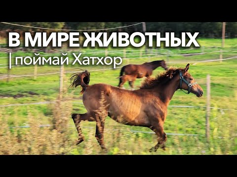 Видео: Гоним дикую лошадь | Вечер с Хатхор