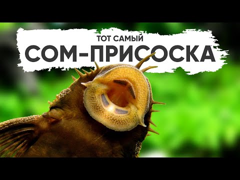 Видео: Анциструс обыкновенный. Сом-присоска, сом-прилипала. Ancistrus Dolichopterus