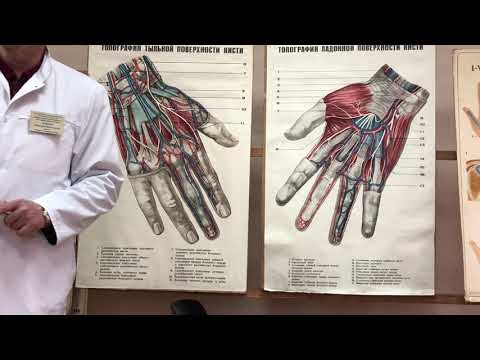 Видео: Кисть