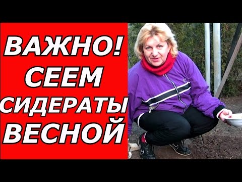 Видео: Сею сидераты -  горчицу ранней весной для улучшения плодородия почвы