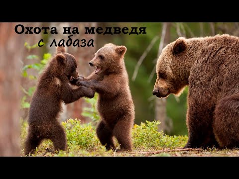 Видео: Охота на медведя с лабаза