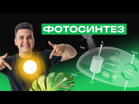Видео: ВЕСЬ ФОТОСИНТЕЗ ДЛЯ ЕГЭ ПО БИОЛОГИИ ЗА 45 МИНУТ | NeoFamily