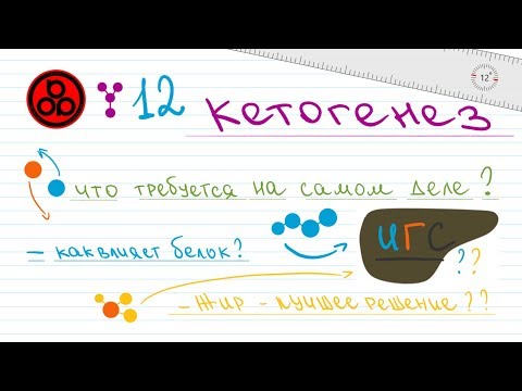 Видео: #12 Главный кетогенный гормон. Исследование 2017 года