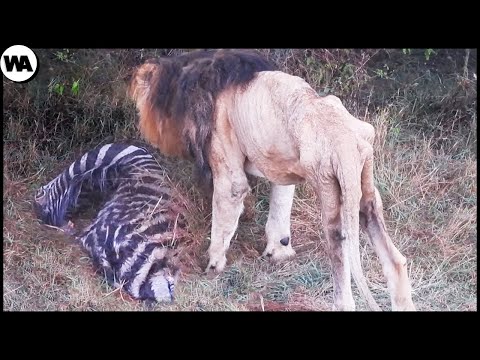 Видео: Самый Эпичный Камбэк Льва После Изгнания из Прайда