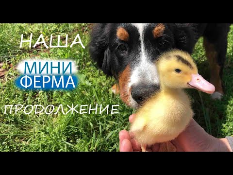 Видео: НАША МИНИ ФЕРМА | ПРОДОЛЖЕНИЕ