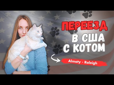 Видео: КАК ПЕРЕЕХАТЬ В США С КОТОМ?