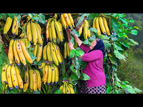 Видео: Много Собранных Свежих Бананов! Как Приготовить Вкусное Банановое Варенье?