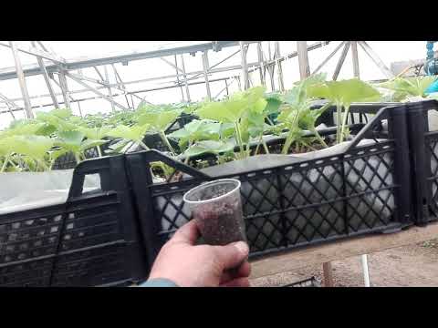 Видео: Выращивание клубники в ленобласти,  в теплице ,пробный вариант....
