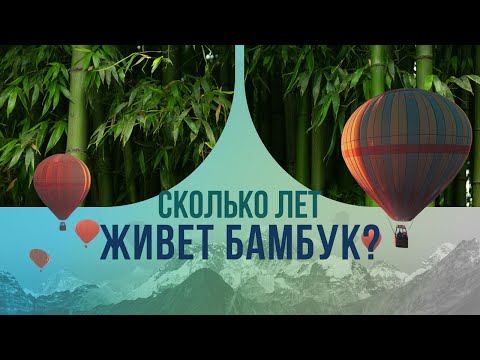 Видео: Растет не по дням, а по часам. Сколько лет живет бамбук?