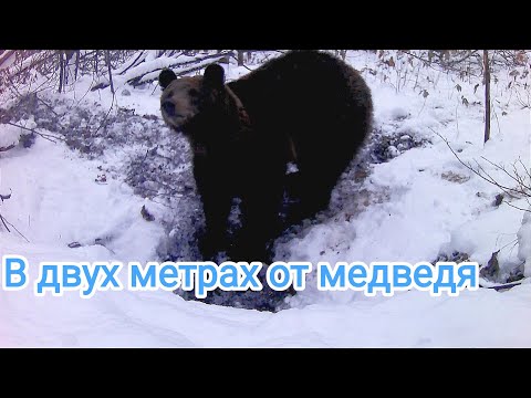 Видео: Пришел за ловушкой, а там медведь. Жилая берлога.