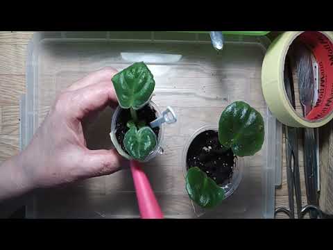 Видео: @& А Odessa  в прямом эфире!