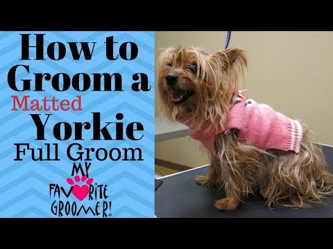 Видео: Как ухаживать за йорком с колтунами