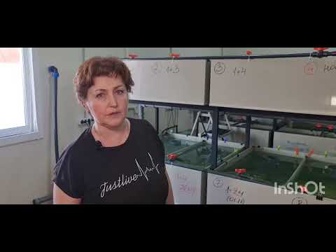 Видео: Креветочная ферма наших клиентов в Иркутске. Подведение итогов спустя год.