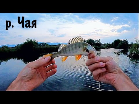 Видео: Кефалчета на малка рекичка . БОНУС РИБА . Риболов на р. Чая .