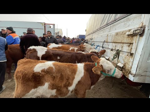 Видео: БОКИЛАДИГАН ЙОШ ХОКИЗ ВА ХУНОЖИНЛАР  УРГАНЧ ГАЙБУ МОЛ БОЗОРИ 27 10 24